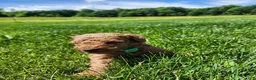 Standard Poodle dogs for sale: Bruce  - Ad 4