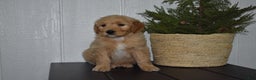Goldendoodle dogs for sale: Buster  - Ad 4