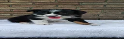 Australian Shepherd dogs for sale: Tucker - Ad 6