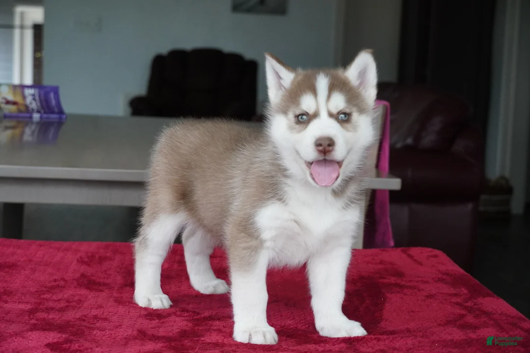 Siberian Husky dogs for sale: Rambo - Ad 1