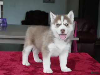 Siberian Husky dogs for sale: Rambo - Ad 3
