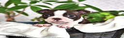 Boston Terrier dogs for sale: Reba - Ad 5