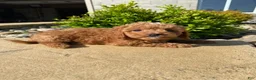Cavapoo dogs for sale: Layla - Ad 4