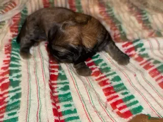 Shih Tzu dogs for sale: Sarabi - Ad 1