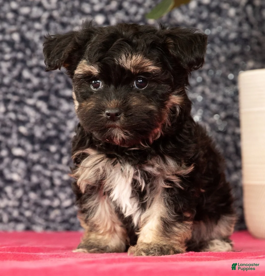 Havapoo dogs for sale: Gina - Ad 3