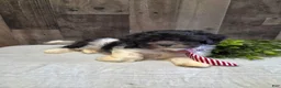 Teddy Bear dogs for sale: Shawn - Ad 3