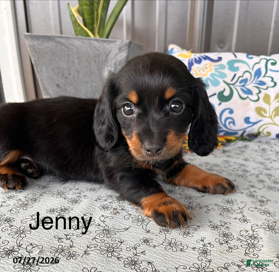 Miniature Dachshund dogs Jenny - Ad 1