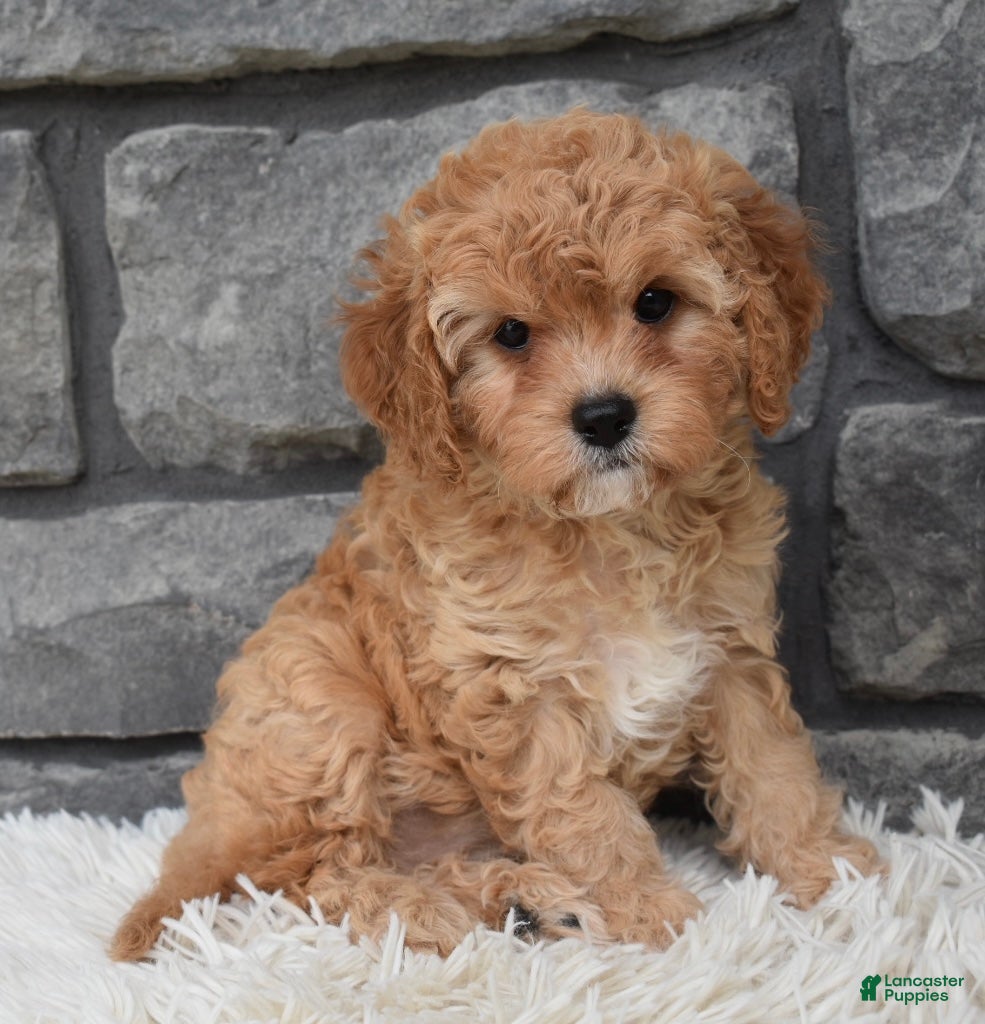 Cavapoo dogs Maggie  - Ad 2