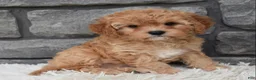 Cavapoo dogs for sale: Maggie  - Ad 2