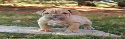 English Bulldog dogs for sale: Flinn - Ad 5