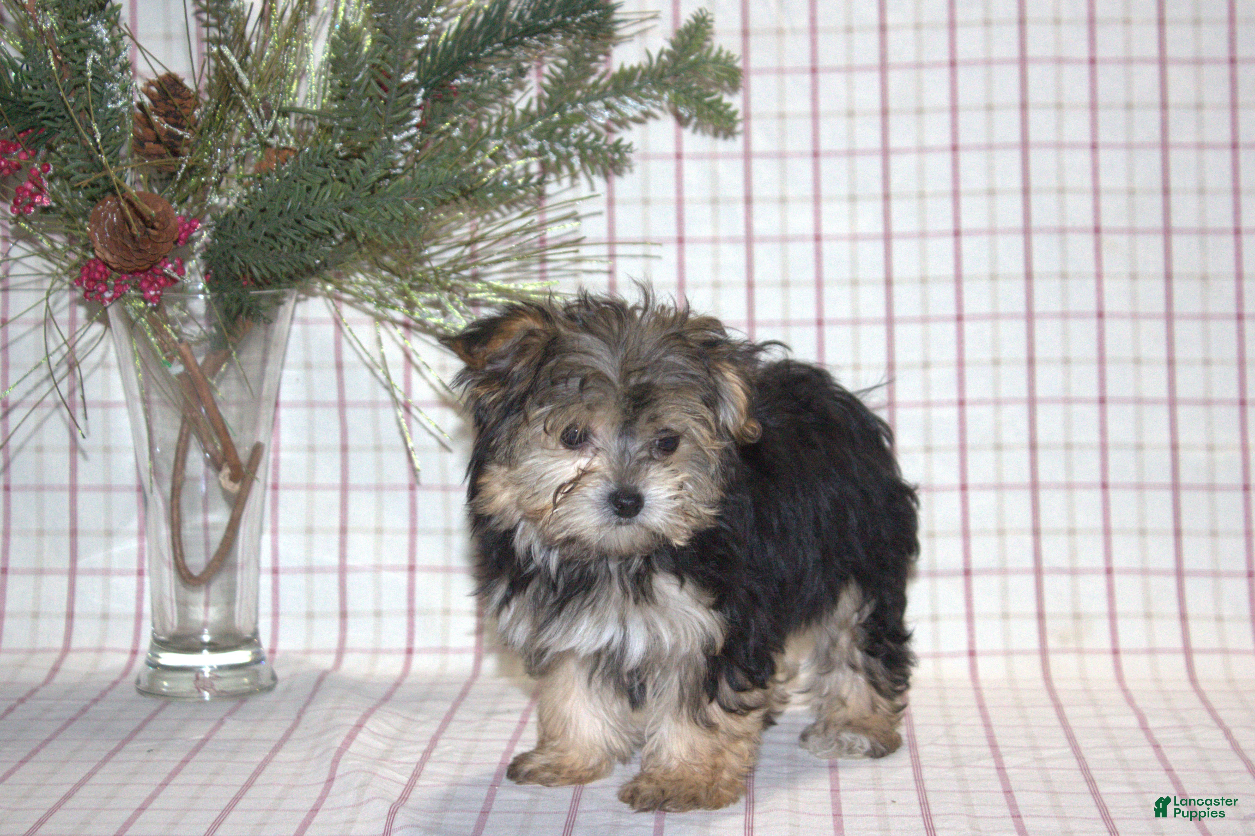 Yochon dogs Poppy - Ad 17