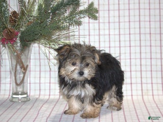 Yochon dogs Poppy - Ad 24