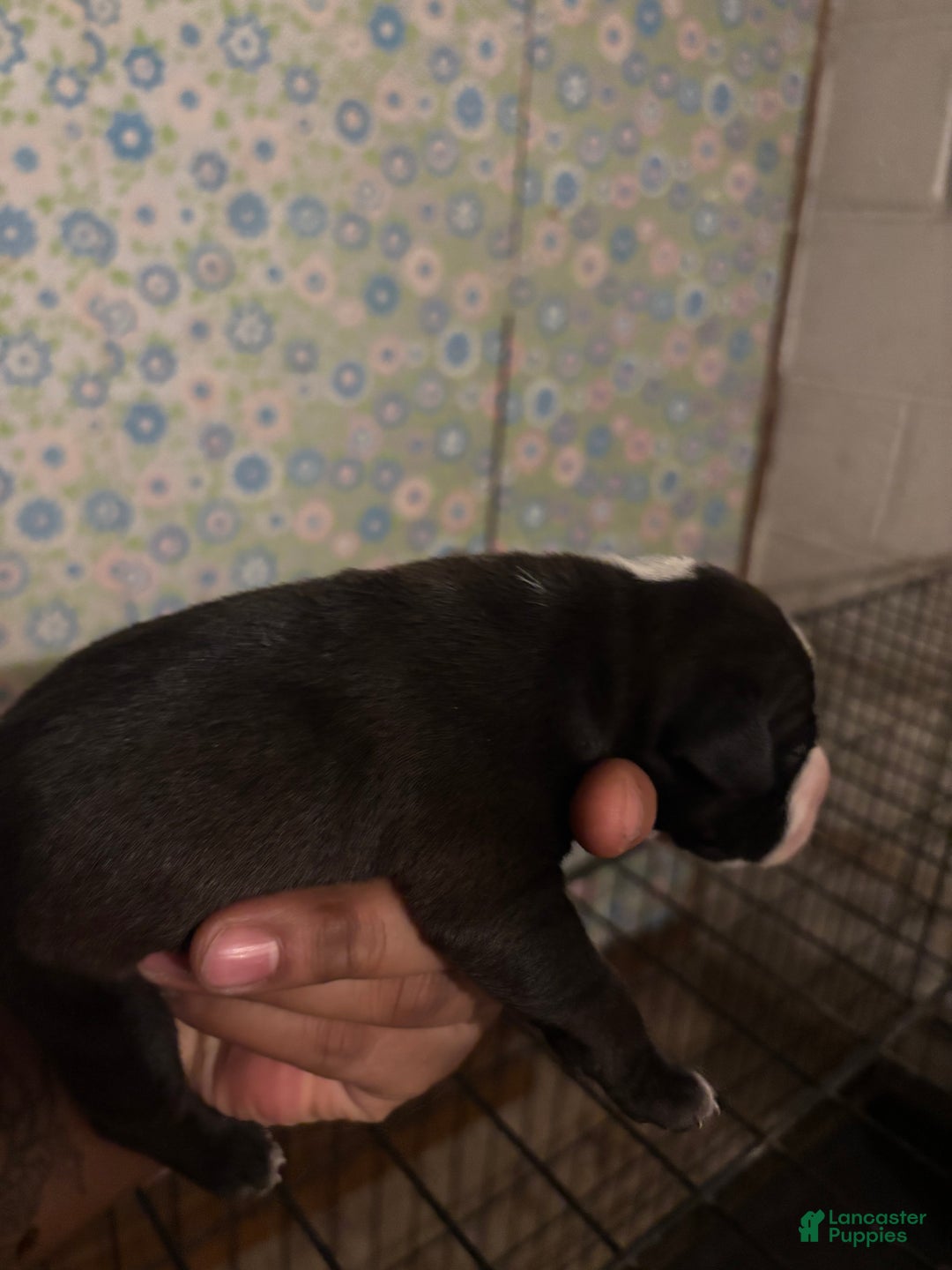 American Staffordshire Terrier dogs for sale: American Staffordshire Terrier Puppy 6 - Ad 3