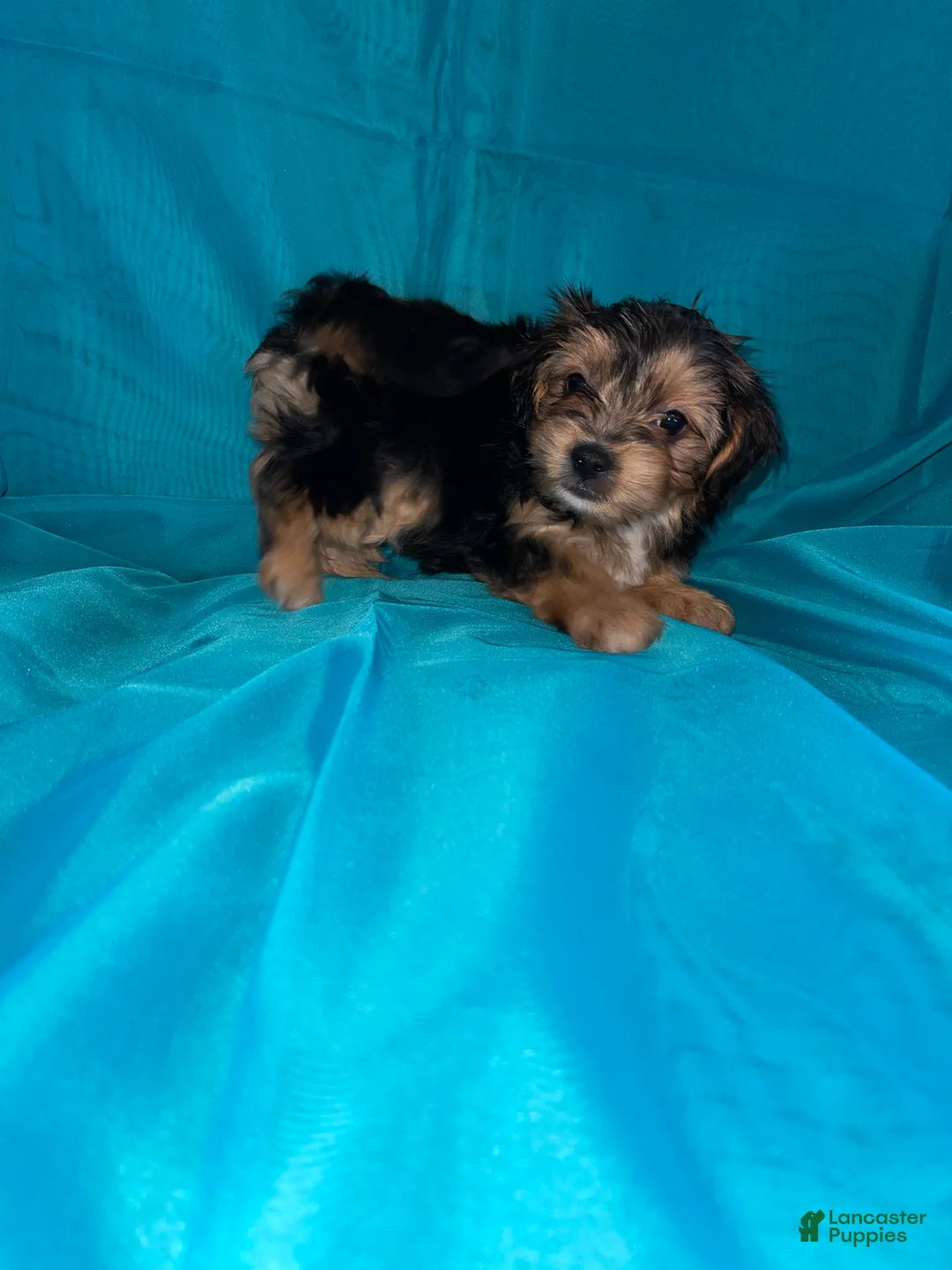 Morkie dogs for sale: Morkie 2 - Ad 2