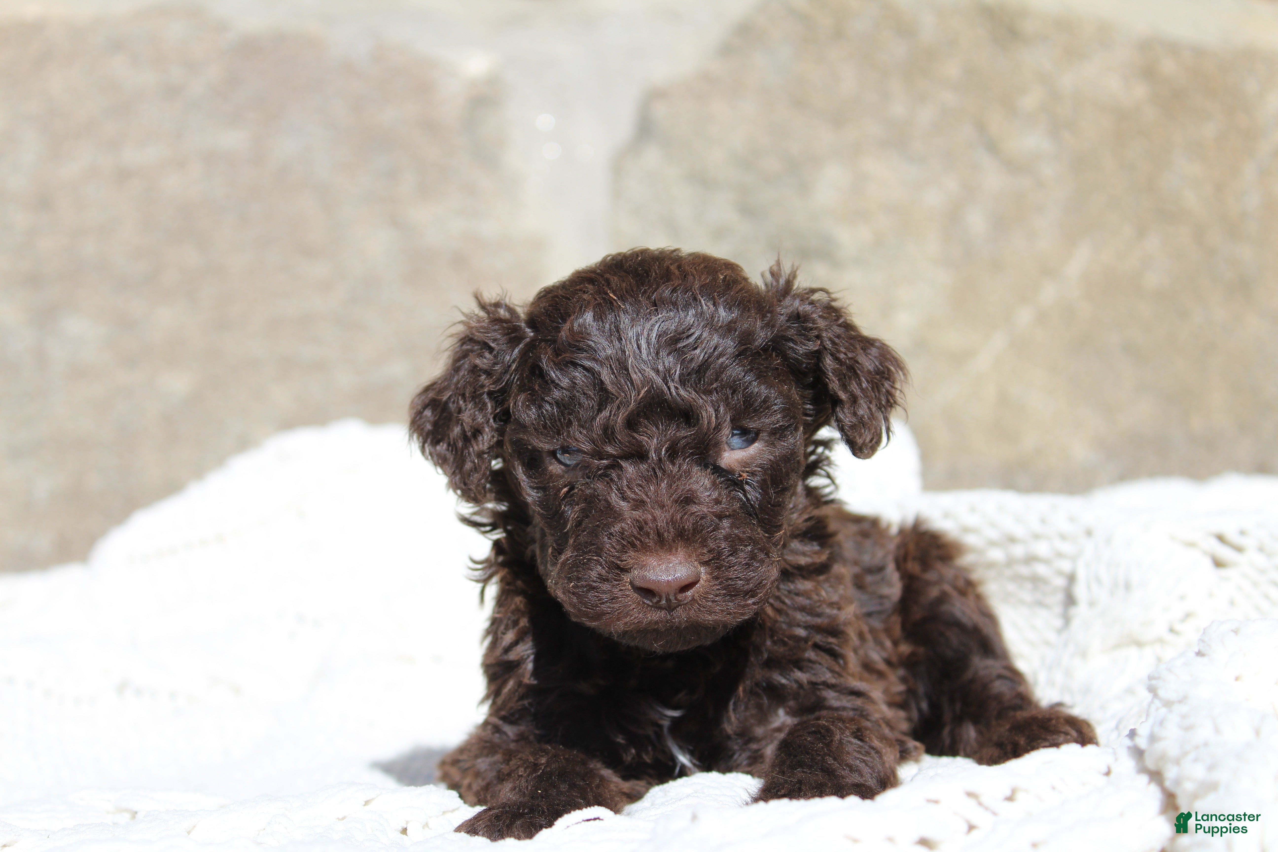 Portuguese Water Dog dogs Duke - Ad 1