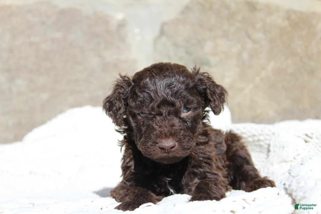 Portuguese Water Dog dogs for sale: Duke - Ad 1
