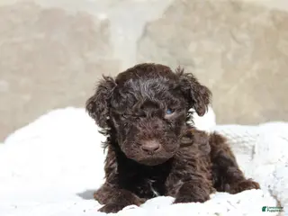 Portuguese Water Dog dogs for sale: Duke - Ad 2