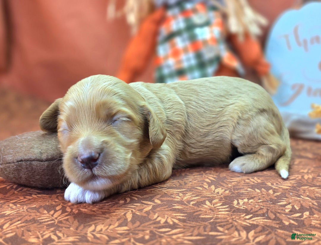 Cockapoo dogs for sale: Captain Walden - Ad 16