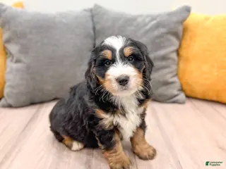 Mini Bernedoodle dogs Diesel - Ad 35