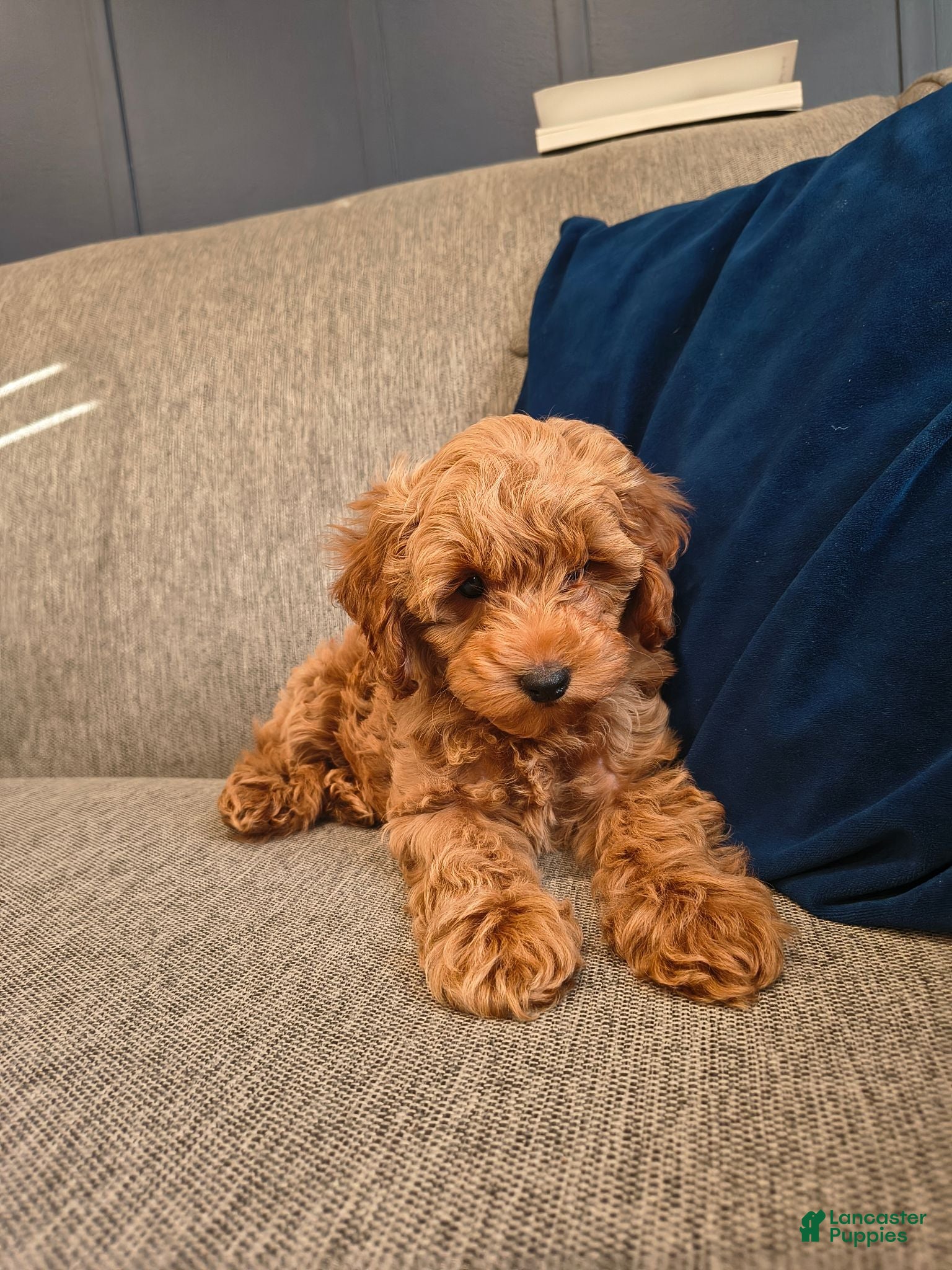 Cockapoo dogs Bear  - Ad 1