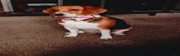 Beagle dogs for sale: Beagle 2 - Ad 2
