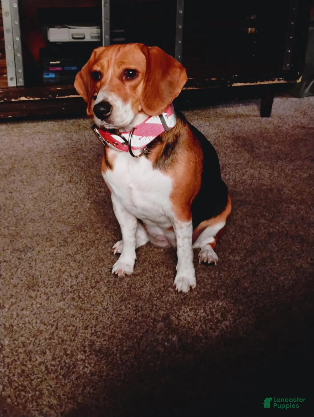 Beagle dogs for sale: Beagle 2 - Ad 2