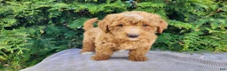 Mini Bernedoodle dogs for sale: Dallas - Ad 10
