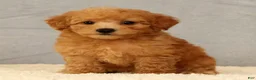 Bichpoo dogs for sale: Jasmine - Ad 8