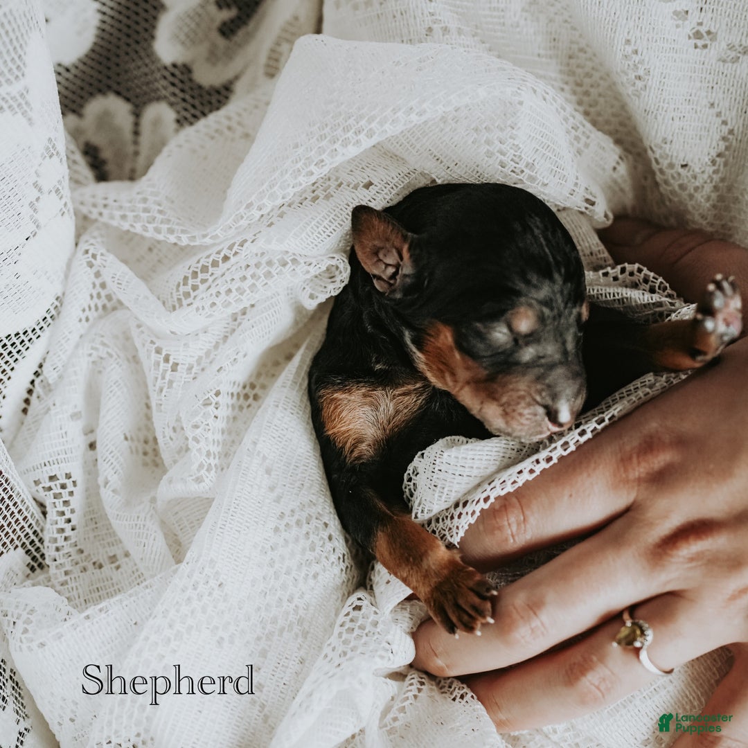 Standard Poodle dogs for sale: Shepherd - Ad 4