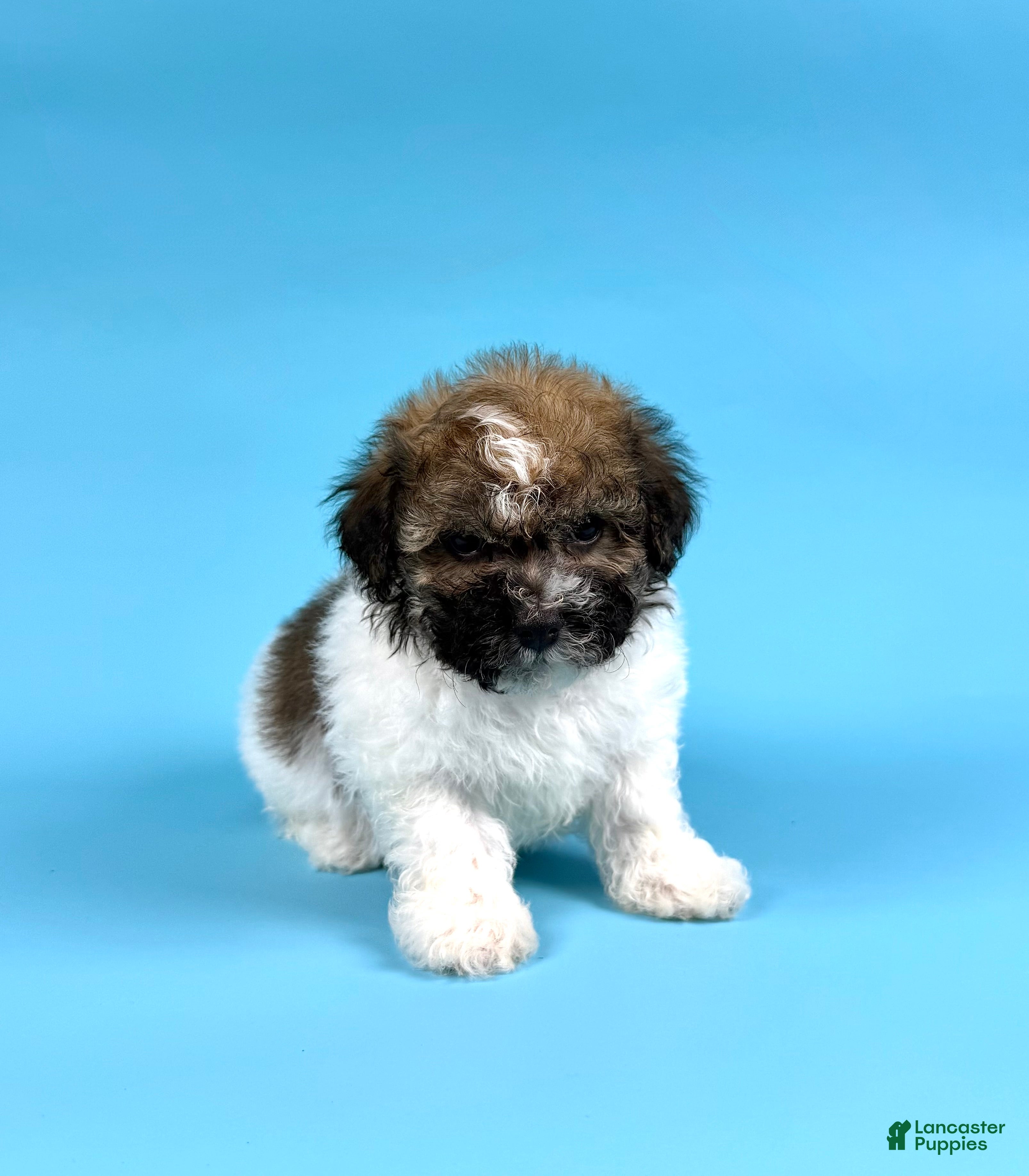 Havanese dogs DRAKE - Ad 1
