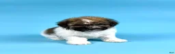 Havanese dogs for sale: DRAKE - Ad 1