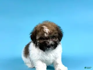 Havanese dogs for sale: DRAKE - Ad 3