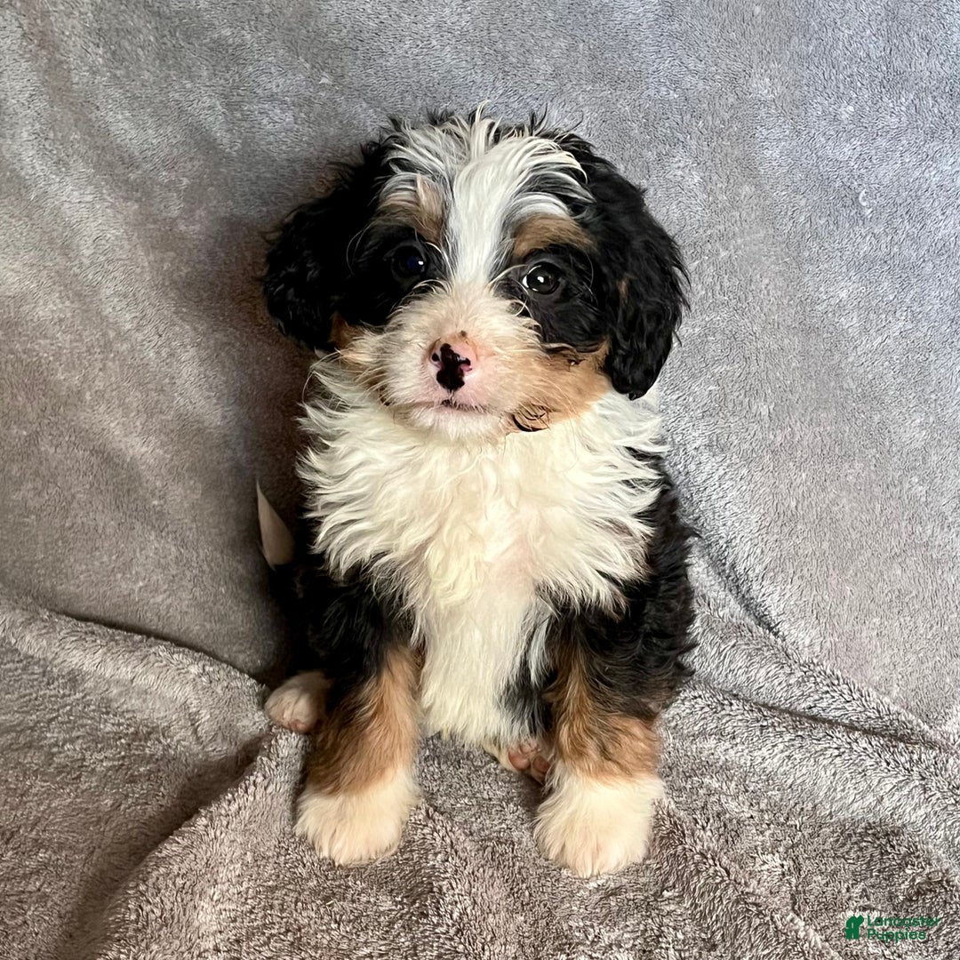 Bernedoodle dogs for sale: Jase - Ad 4