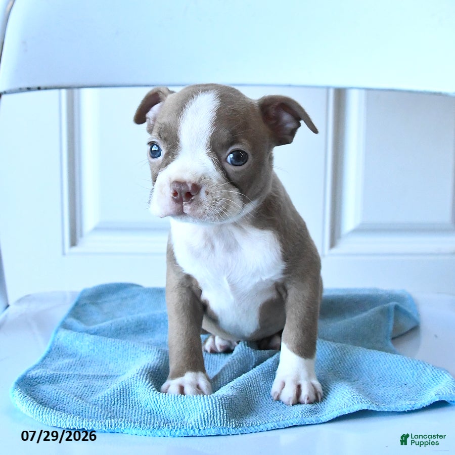 Boston Terrier dogs Tiny - Ad 2