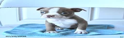 Boston Terrier dogs for sale: Tiny - Ad 2