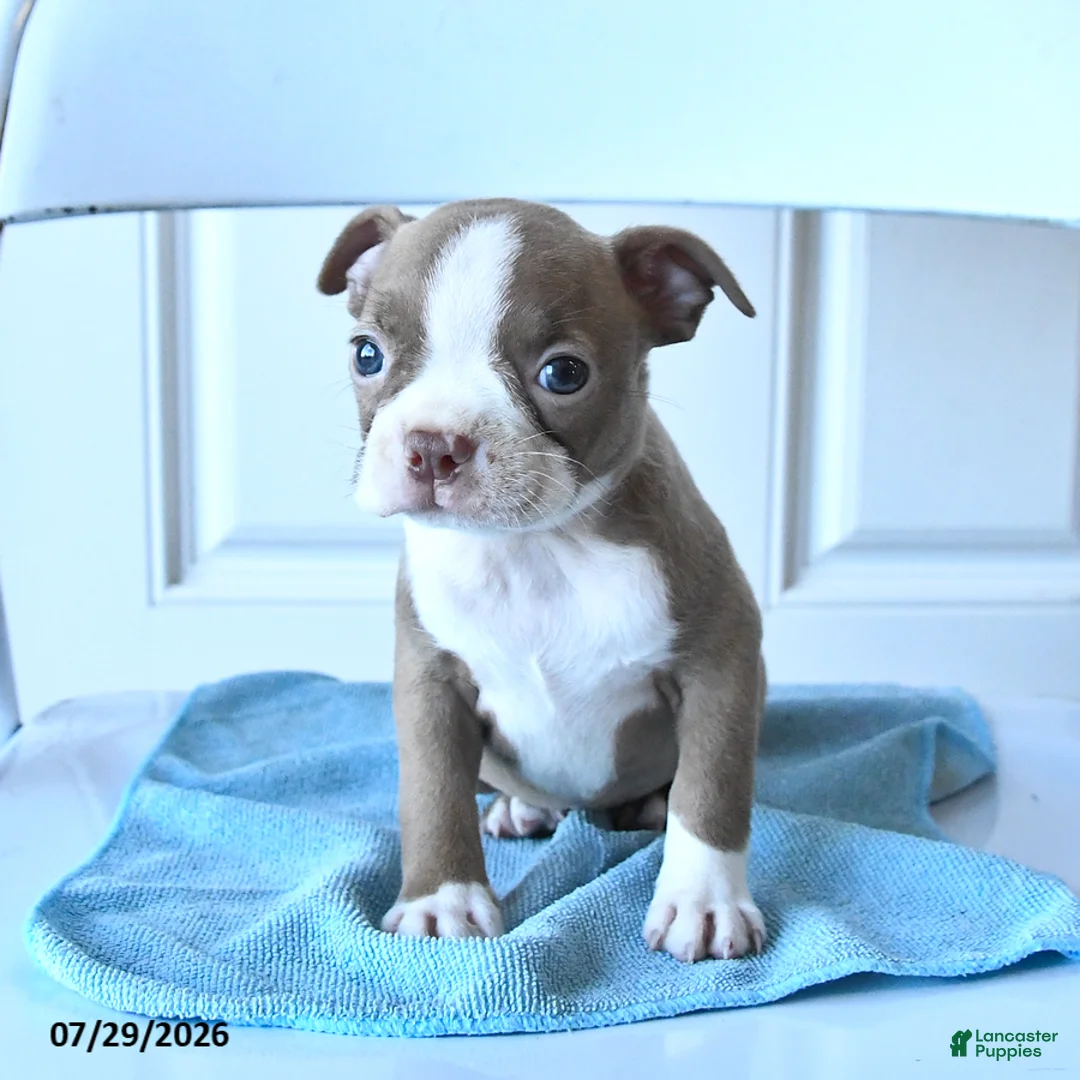 Boston Terrier dogs for sale: Tiny - Ad 2