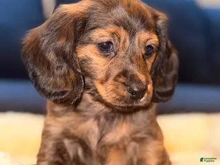 Miniature Dachshund dogs for sale: Choco - Ad 3