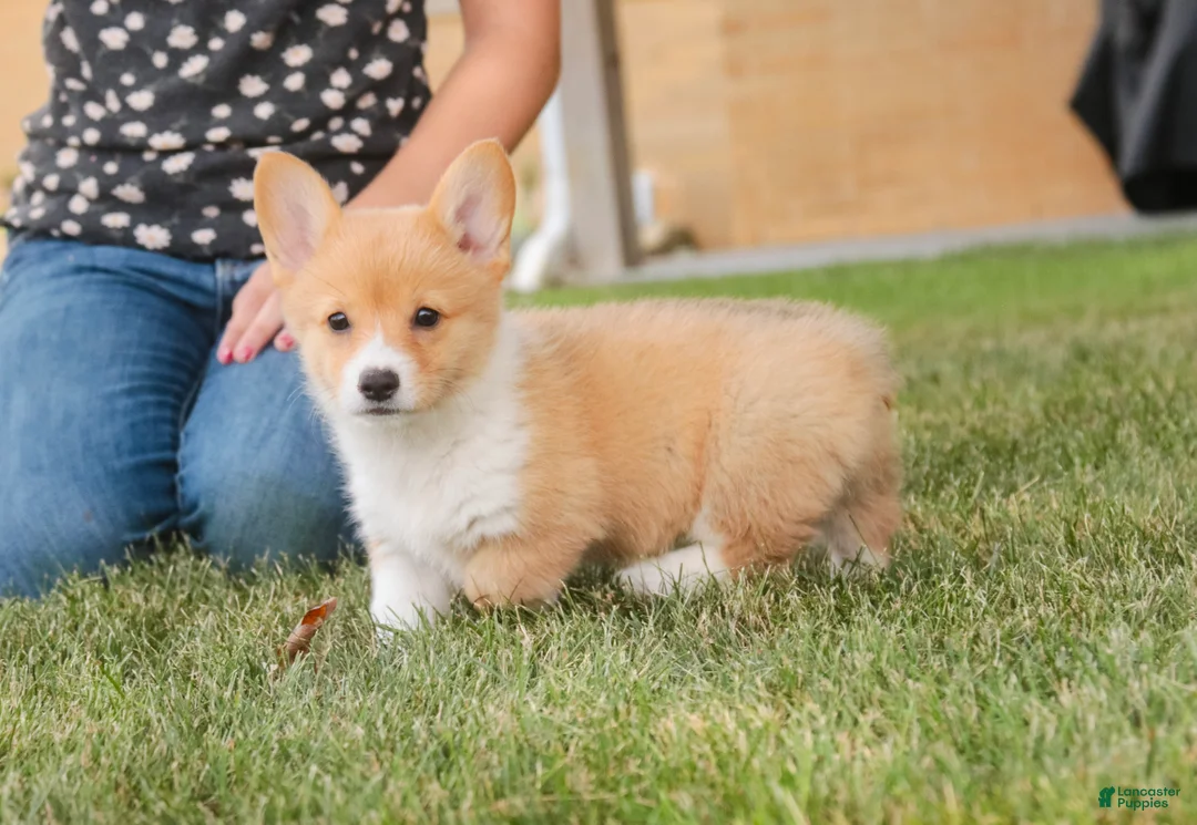 Welsh Corgi Pembroke dogs for sale: Josie Welsh Corgi Pembroke  - Ad 2