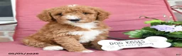 Miniature Poodle dogs for sale: Lilac - Ad 2