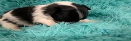 Chihuahua dogs for sale: LC Apple Head Oreo  - Ad 3