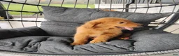 Golden Retriever dogs for sale: Copper - Ad 3