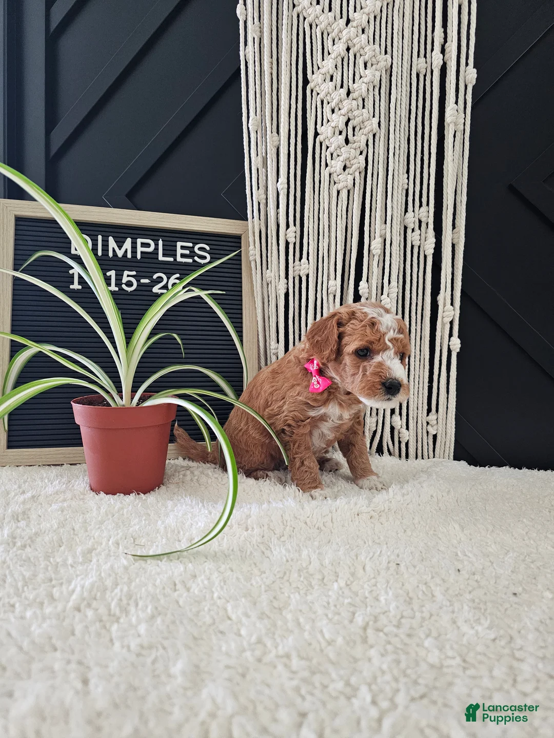 Mini Goldendoodle dogs for sale: Dimples - Ad 5