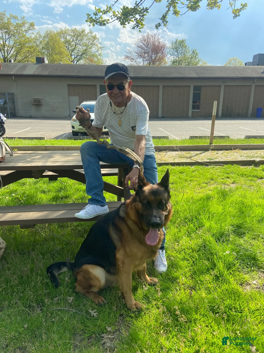 German Shepherd dogs for stud: German shepard - Ad 4