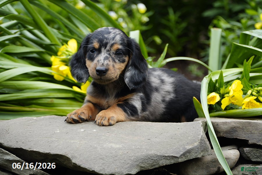 Miniature Dachshund dogs Splash - Ad 2