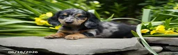 Miniature Dachshund dogs for sale: Splash - Ad 2