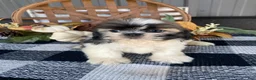Shih Tzu dogs for sale: Leo - Ad 4