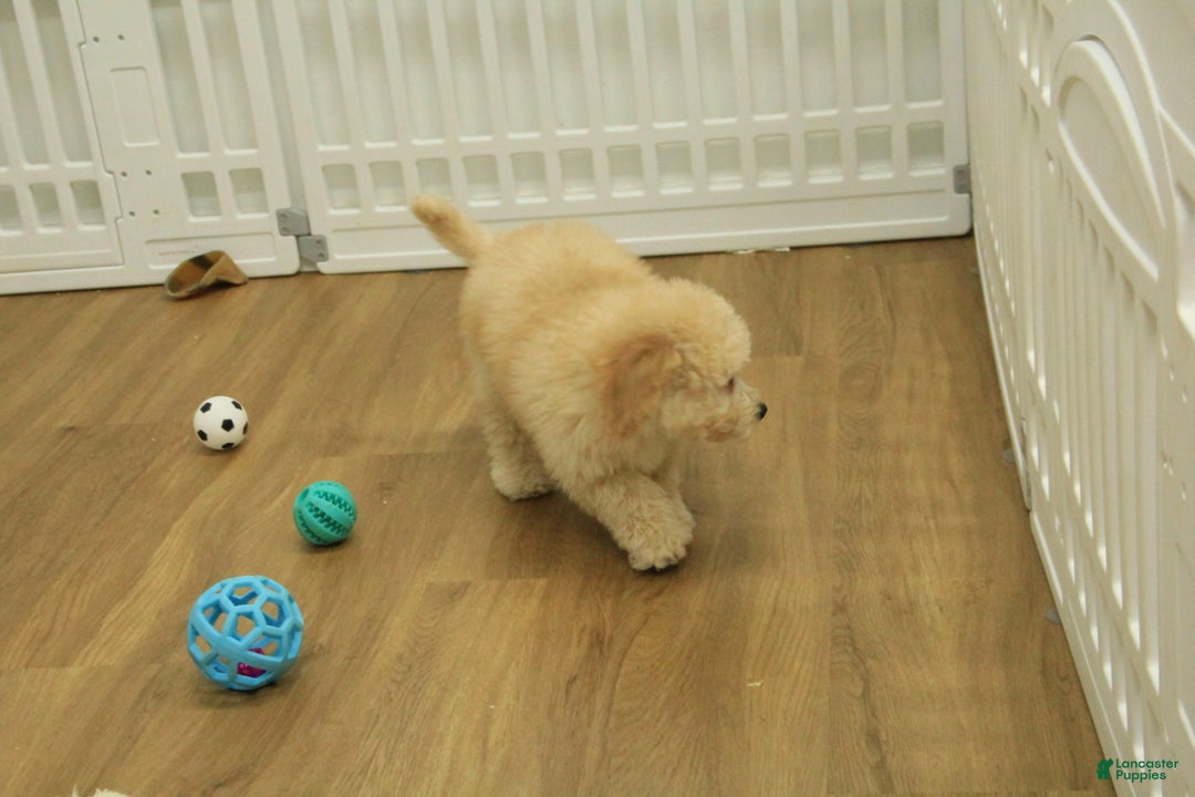 Bichpoo dogs for sale: Remi - Ad 8