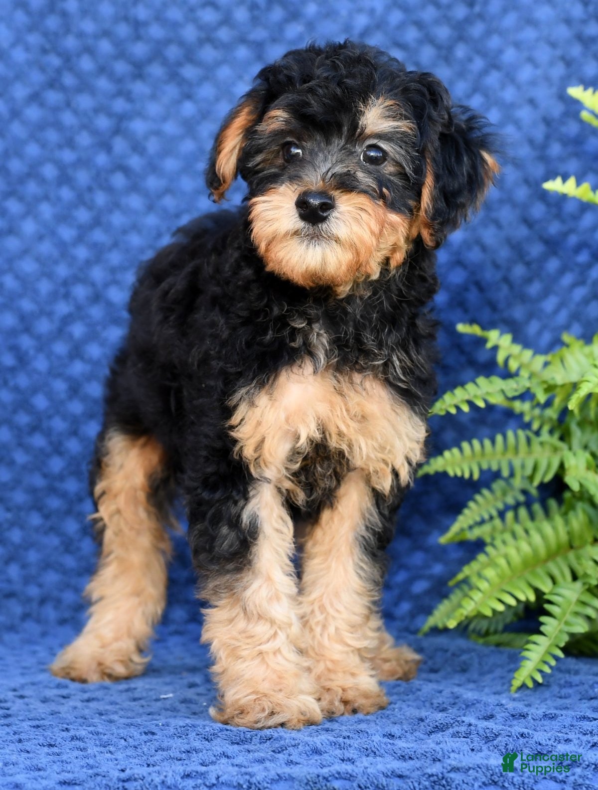 Yorkiepoo dogs Lance - Ad 7