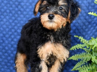 Yorkiepoo dogs Lance - Ad 31