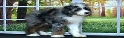 Bernedoodle dogs for sale: Dora Bernedoodle 6 - Ad 9